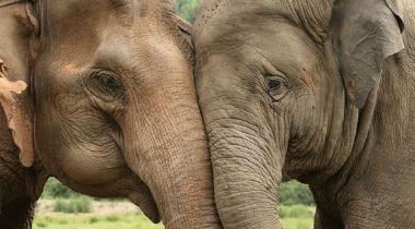 Foto van twee olifanten