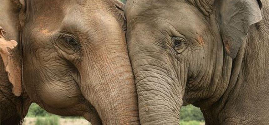 Foto van twee olifanten
